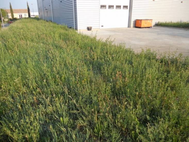 Débroussaillage (ou débroussaillement) grande surface par notre équipe de paysagistes professionnels